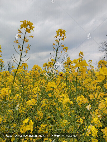 蜜蜂采蜜油菜花