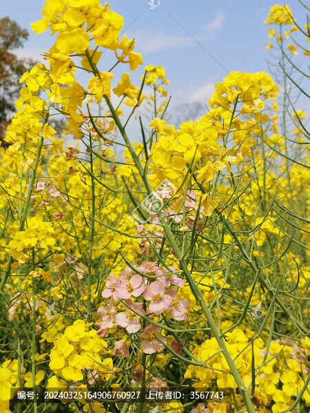 粉色油菜花