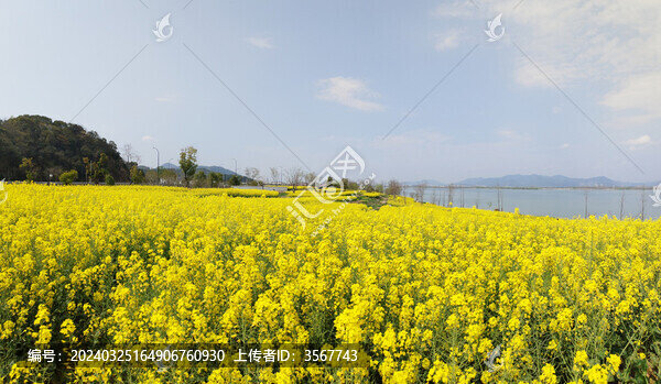 聞潮綠道油菜花海全景