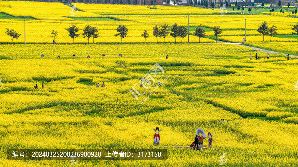 航拍漢中市洋縣油菜花田