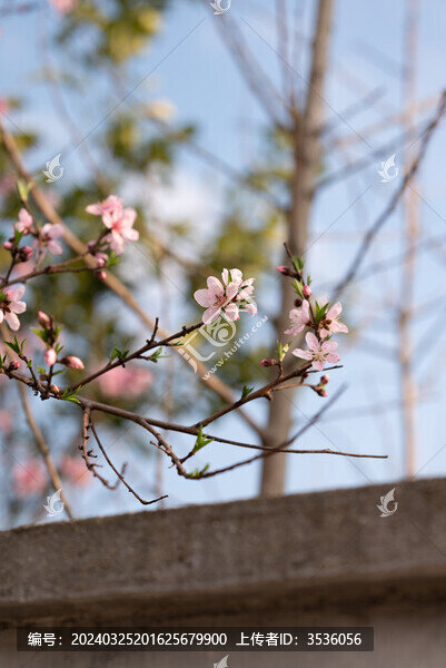 桃花