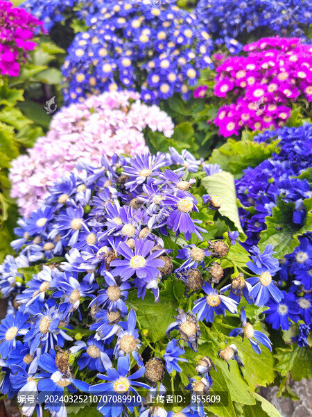 盆栽花卉