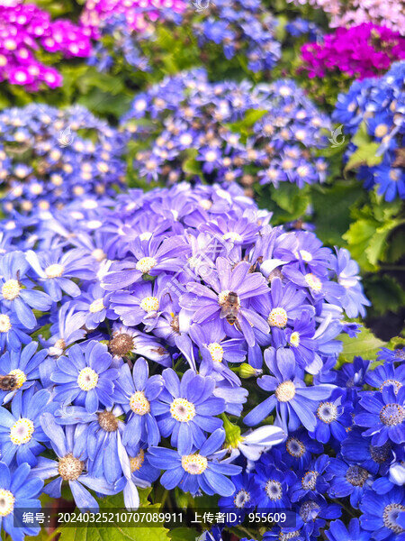 盆栽花卉