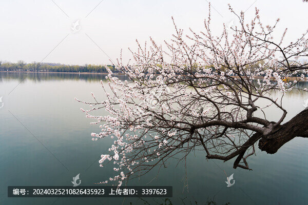 春天湖面的桃樹花開滿枝頭