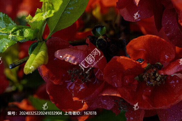 貼梗海棠