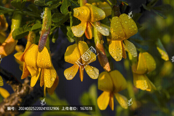 金雀花