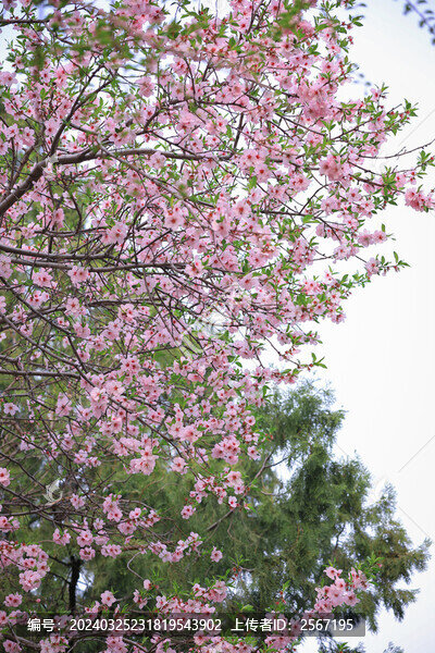 北京陶然亭公園桃花