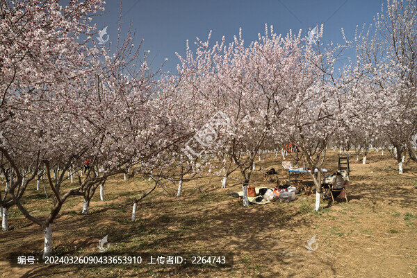 桃花盛開