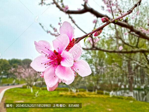 桃花