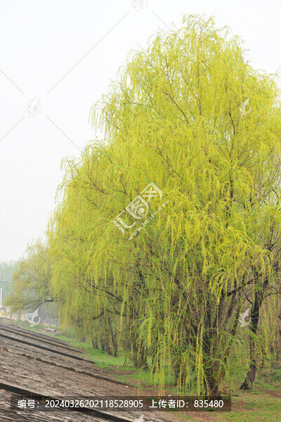 春天垂柳