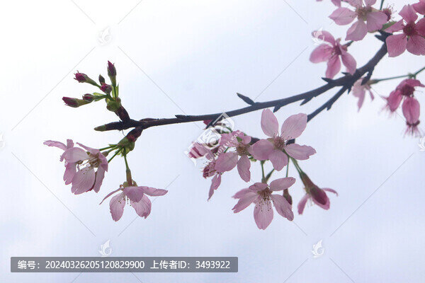 櫻花