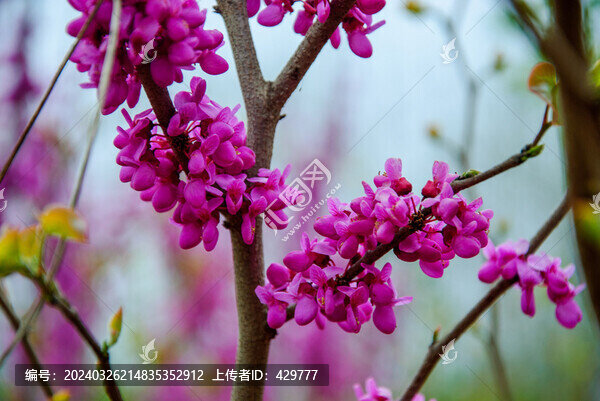 春天紫荊樹(shù)開(kāi)花