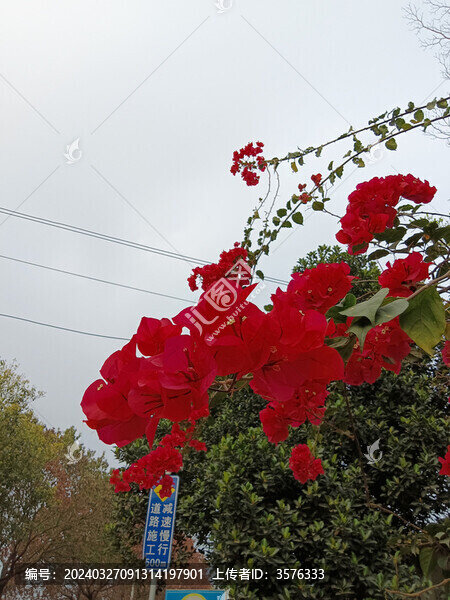 葉子花