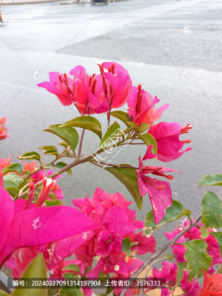 葉子花