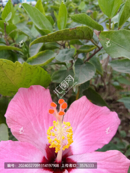 木槿花