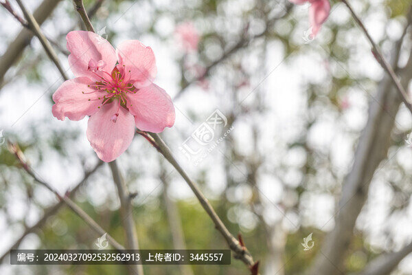 粉色櫻花