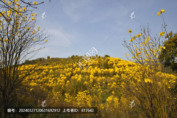 黃花風(fēng)鈴木