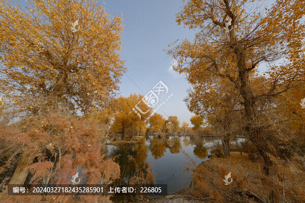 南疆胡楊林
