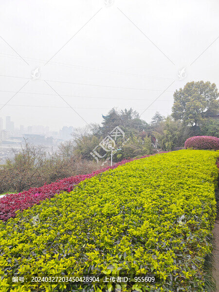 公園綠植