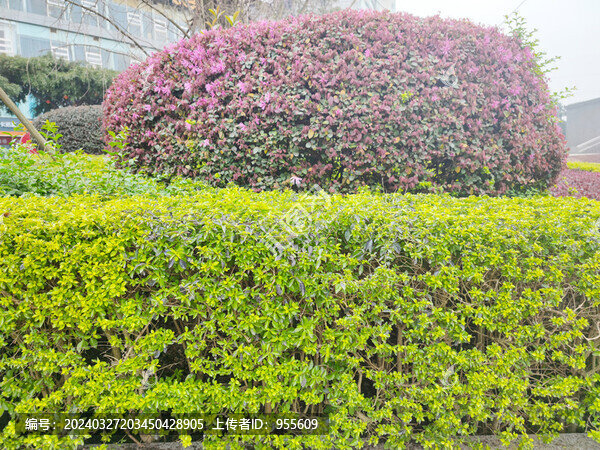 公園綠植