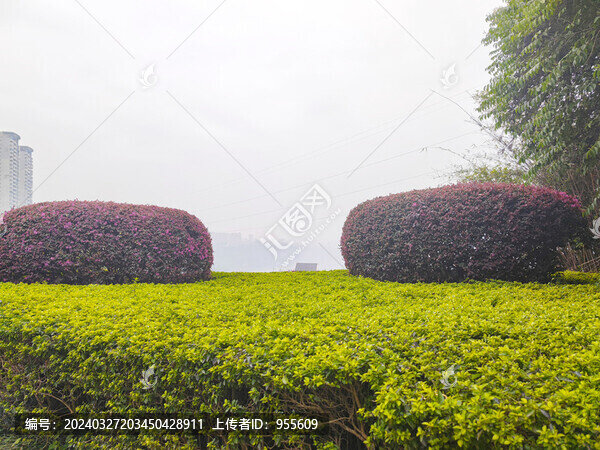 公園綠植