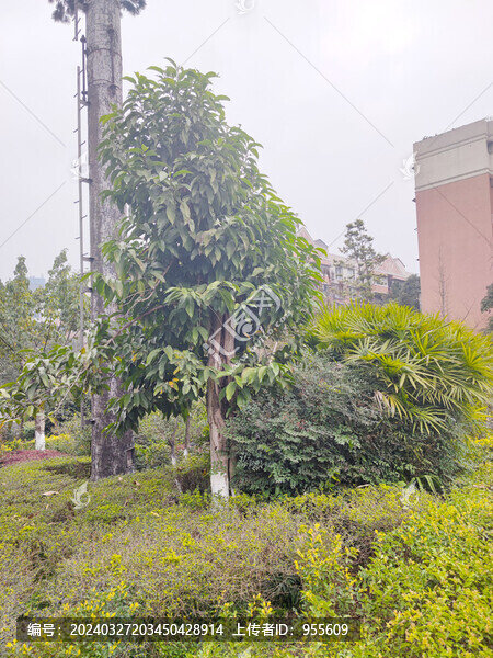 公園綠植