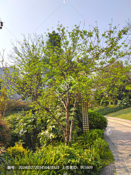 公園綠植