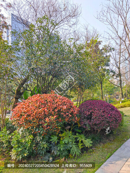公園綠植