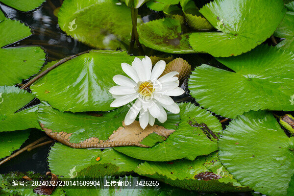 湖中盛開的睡蓮