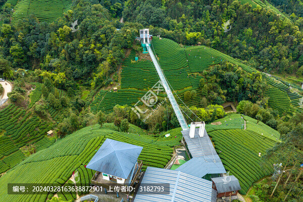 中國廣西昭平生態(tài)茶園春季景色美