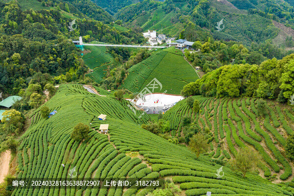 中國(guó)廣西昭平生態(tài)茶園春季景色美