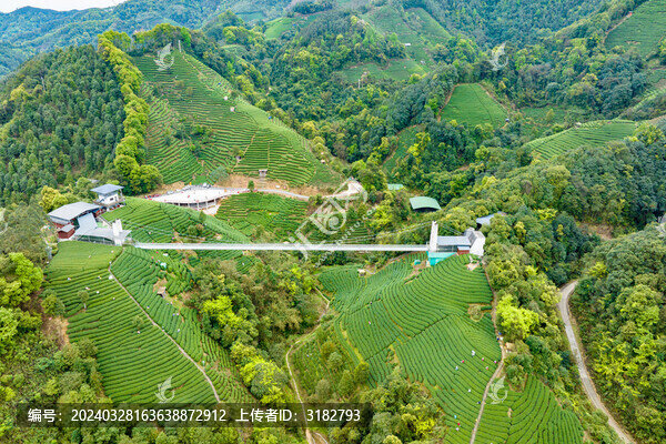 中國廣西昭平生態(tài)茶園春季景色美