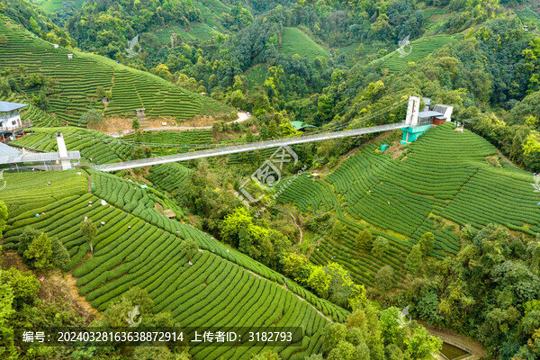 中國廣西昭平生態(tài)茶園春季景色美