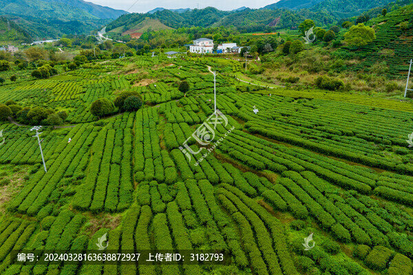 中國(guó)廣西昭平生態(tài)茶園春季景色美