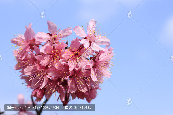 櫻花