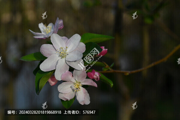 西府海棠