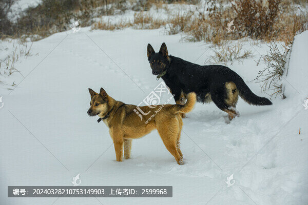 狗