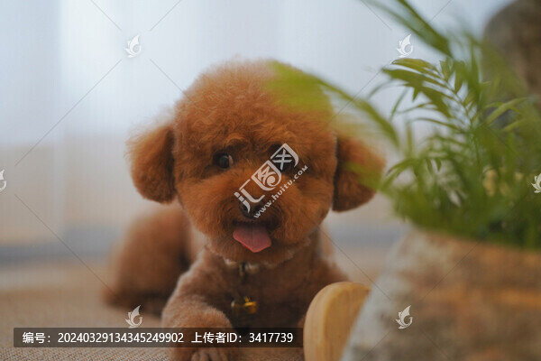 泰迪狗