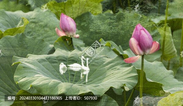 天鵝荷花多重曝光