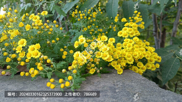 野菊花