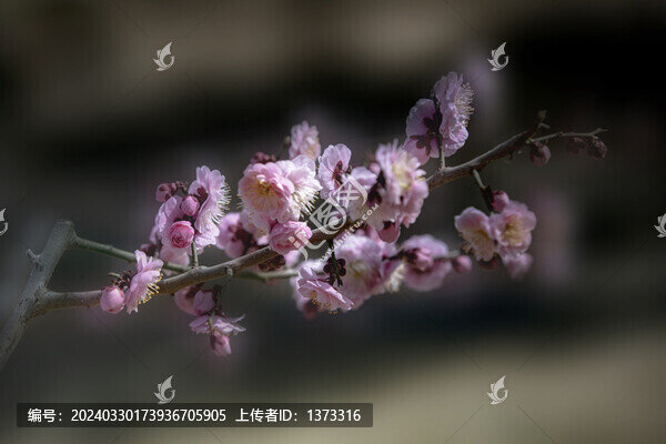 梅花