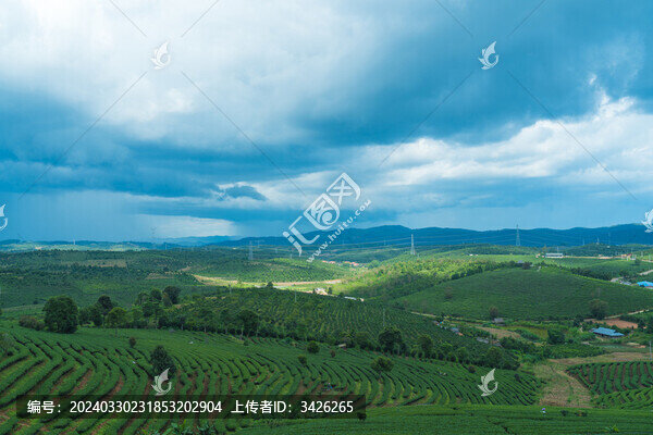 多云天氣下的茶山