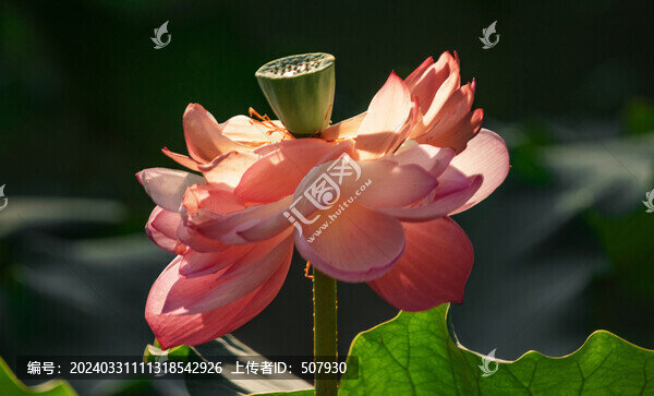 荷花