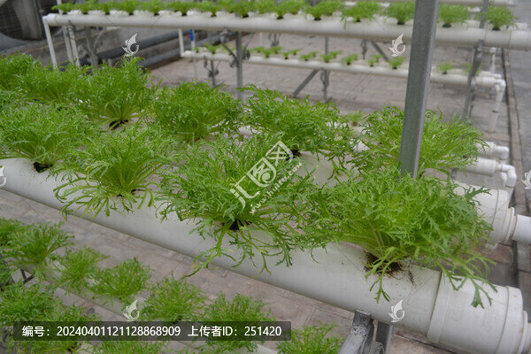 水培苦菊