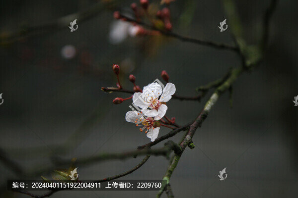 桃花特寫