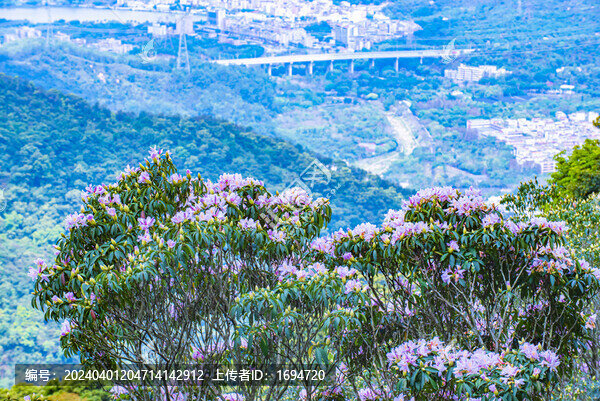梧桐山毛棉杜鵑