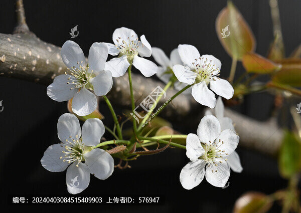 黑背景梨花