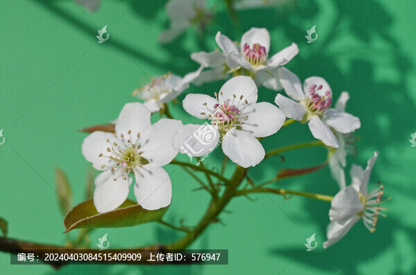 綠背景梨花