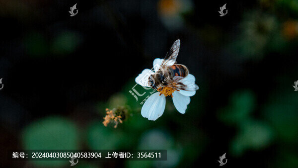 蜜蜂