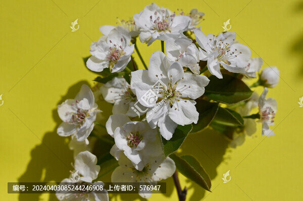 純背景梨花